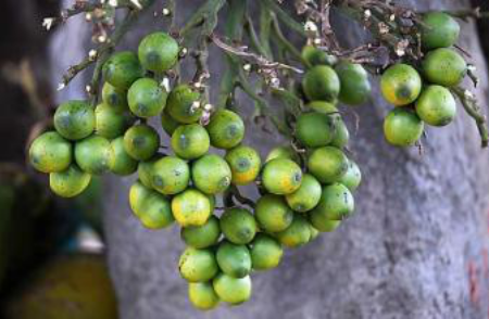 檳榔吃多了會怎么樣 檳榔的危害詳細(xì)介紹