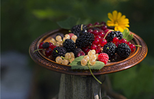 桑果的功效有哪些 體質(zhì)偏寒需注意