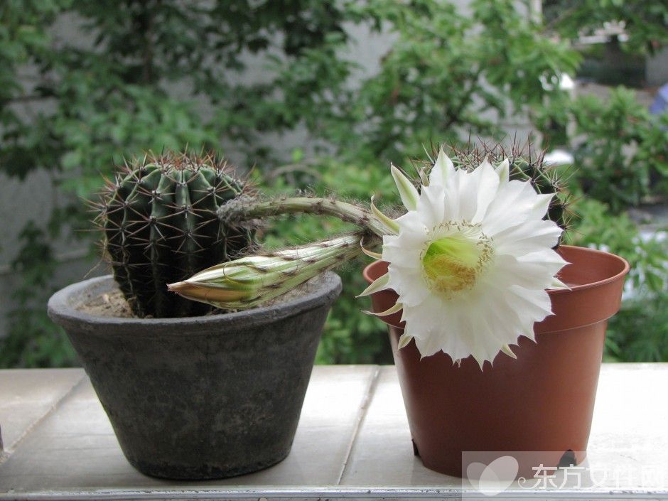 仙人球的花語是什么 養(yǎng)仙人球的風水要求你了解嗎