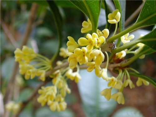 八月桂花香 桂花的用途有哪些