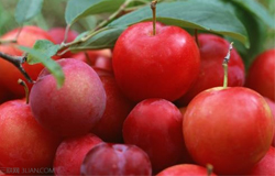 李子吃多了會怎么樣 李子一次吃多少合適