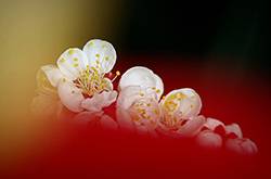 世界各國(guó)的國(guó)花是什么 十國(guó)的國(guó)花代表