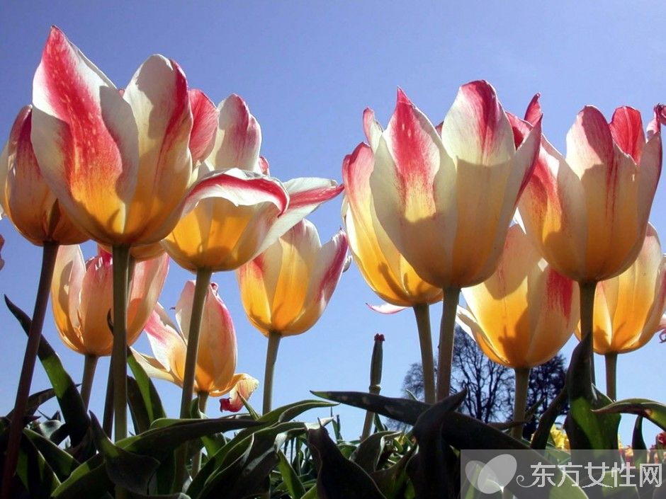 郁金香的花語(yǔ)是什么 郁金香原來是這么來的