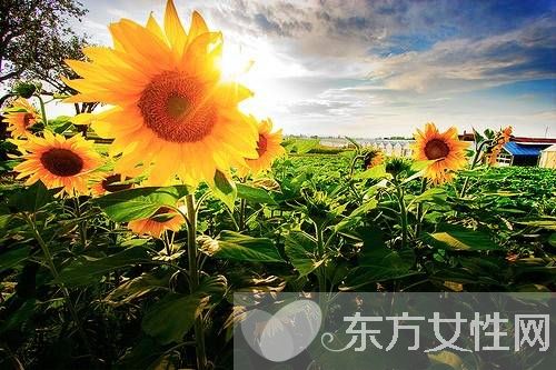 向日葵的花語代表什么 向日葵的三大傳說你了解嗎