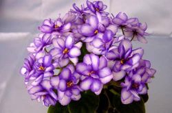 紫羅蘭花語(yǔ)是什么 為什么說(shuō)紫羅蘭是最神秘的花