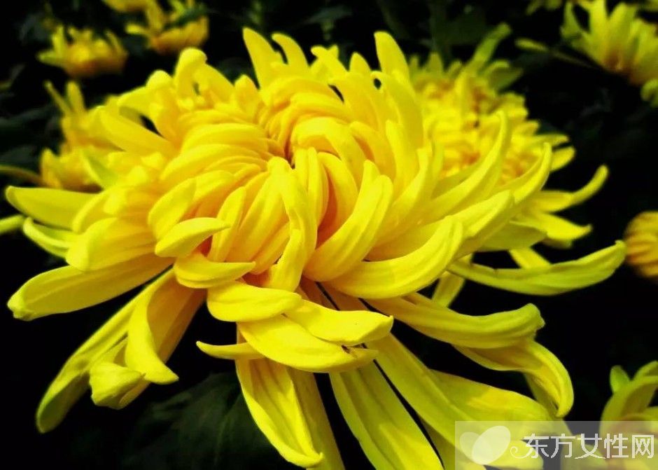 世界各國(guó)的國(guó)花是什么 十國(guó)的國(guó)花代表