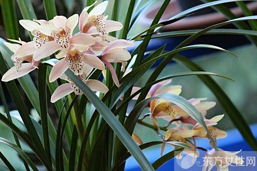 一年四季都盛開的花是什么花 它們的話語(yǔ)是什么