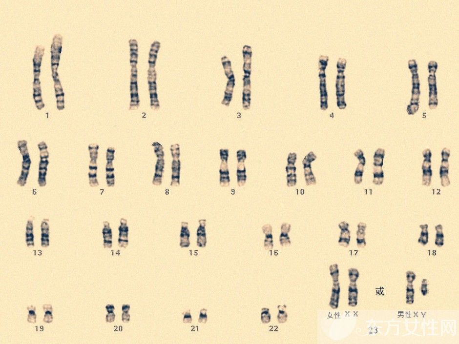 什么是染色體檢查 如何降低染色體異常幾率