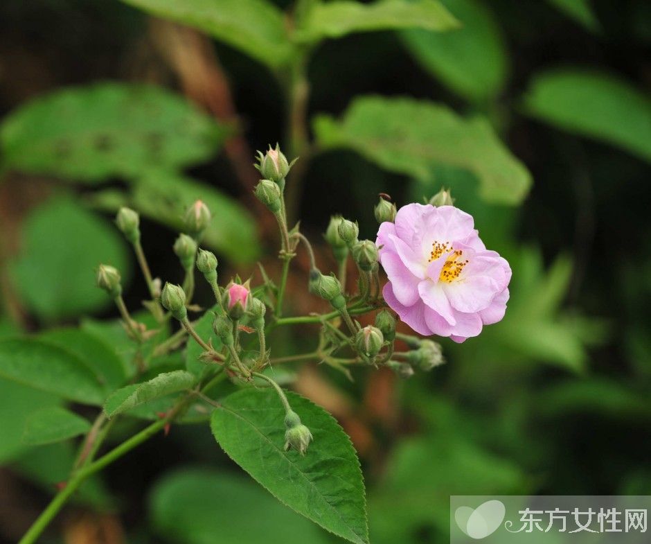 野薔薇花語以及背后的故事 野薔薇的品種介紹
