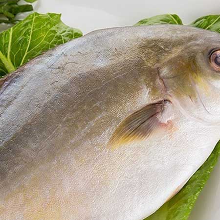 鯧魚(yú)的營(yíng)養(yǎng)價(jià)值和食用功效都有哪些