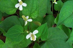 魚腥草怎樣吃 魚腥草具有哪些功效與作用