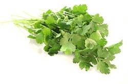 香菜的功效與作用 香菜的副作用有哪些