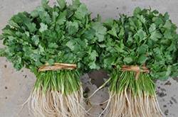 香菜煮水的功效有哪些 香菜煮水還能祛斑