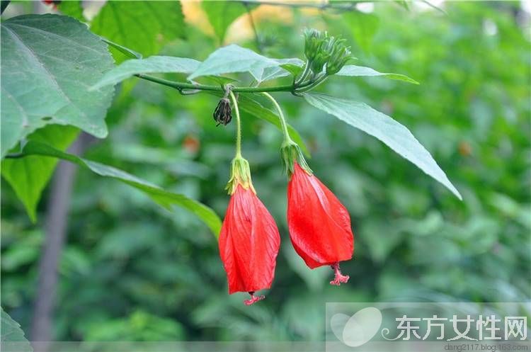 一年四季都盛開的花是什么花 它們的話語(yǔ)是什么