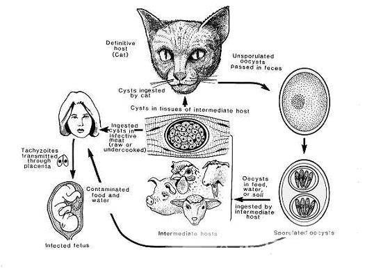 弓形蟲病的癥狀是什么 7大健康飲食教你預(yù)防
