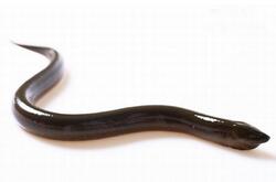 鱔魚的營(yíng)養(yǎng)價(jià)值有哪些呢 鱔魚的功效作用是什么