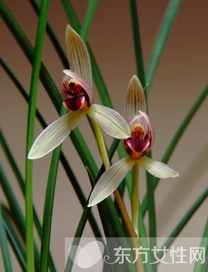 中國十大名花分別是什么 分別代表著什么象征