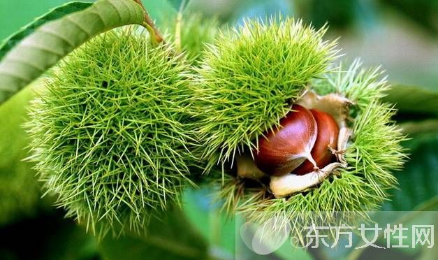 生板栗怎么去皮 這么去皮方便又快捷