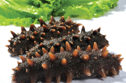 海參的吃法有哪些 手把手教你如何辨認海參