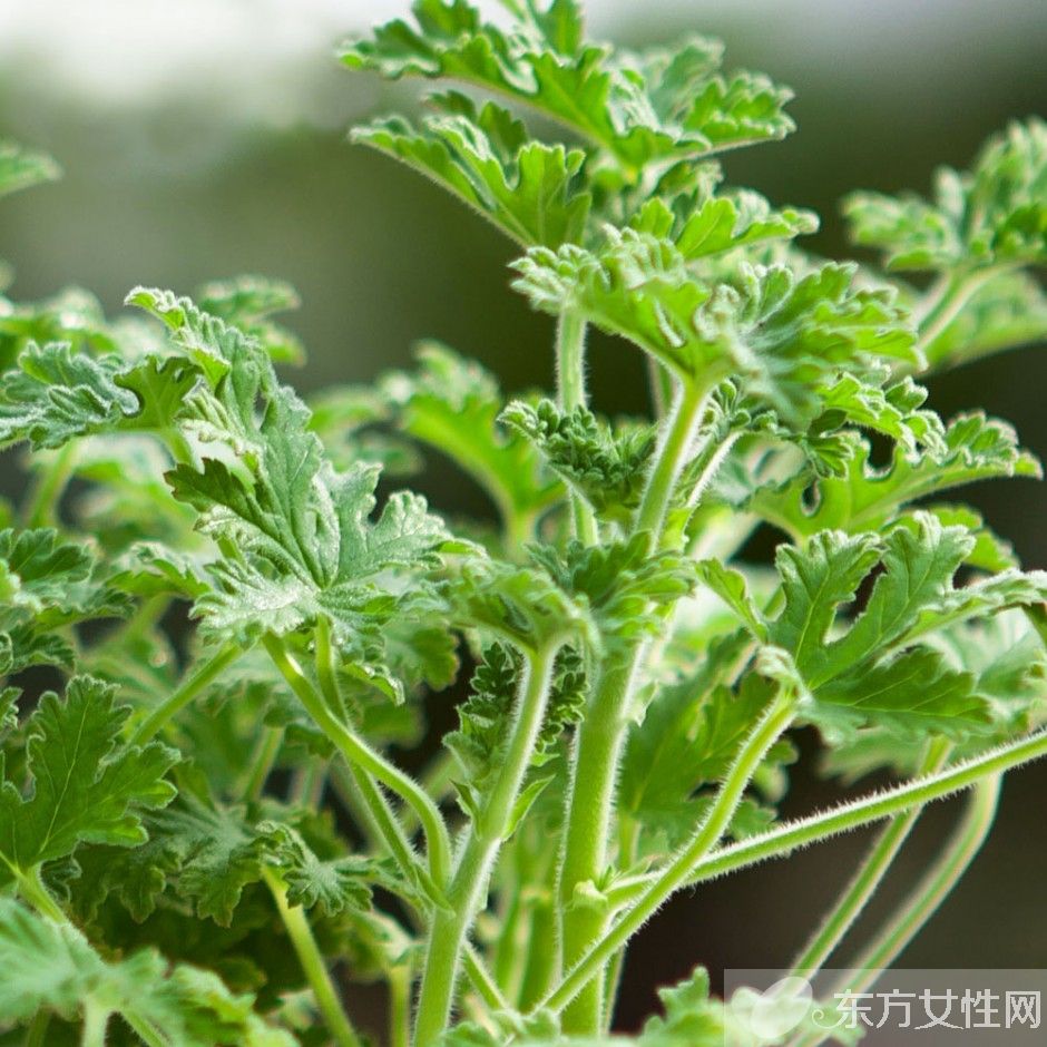 驅(qū)蚊的植物有哪些 9大夏季驅(qū)蚊謠言你知多少