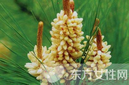 松花粉的作用有哪些 松花粉12個(gè)功效介紹