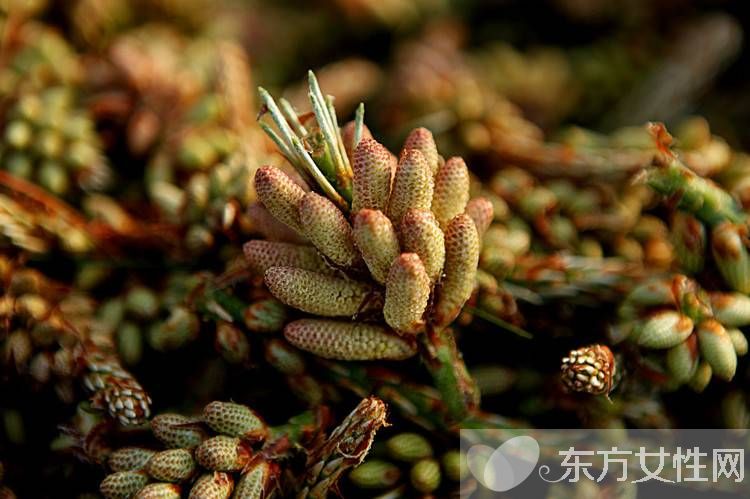 松花粉的作用有哪些 松花粉12個(gè)功效介紹