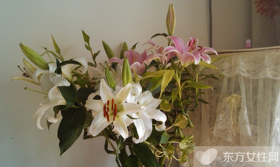 香水百合花語及傳說大全  香水百合應(yīng)該怎么養(yǎng)