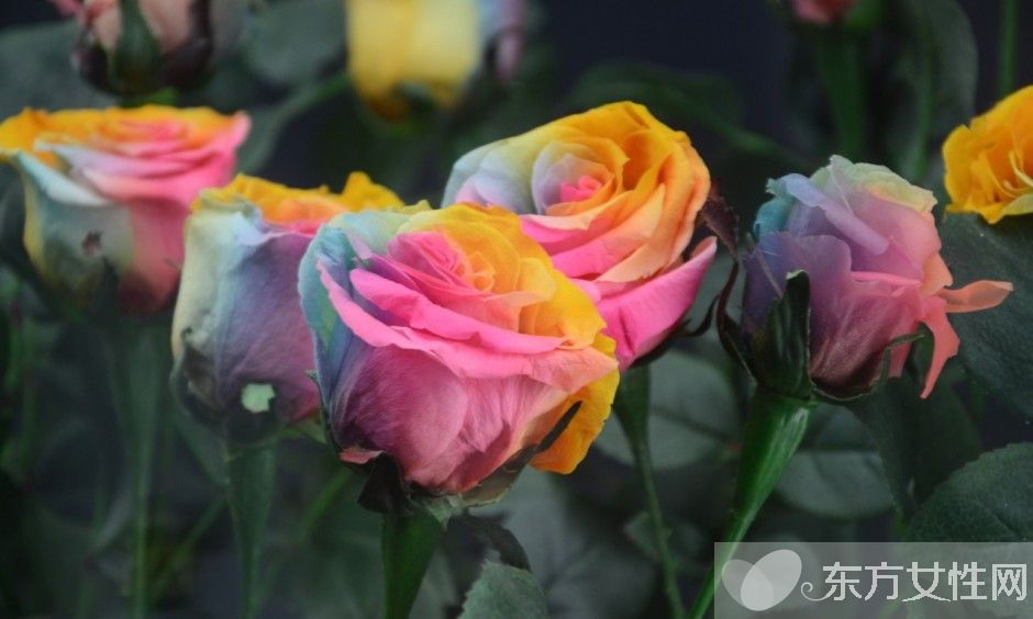 玫瑰的花語(yǔ)是什么  揭各種顏色數(shù)量玫瑰所蘊(yùn)含的花語(yǔ)