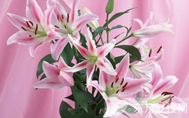 百合的花語和傳說是什么 盤點(diǎn)所有百合的寓意