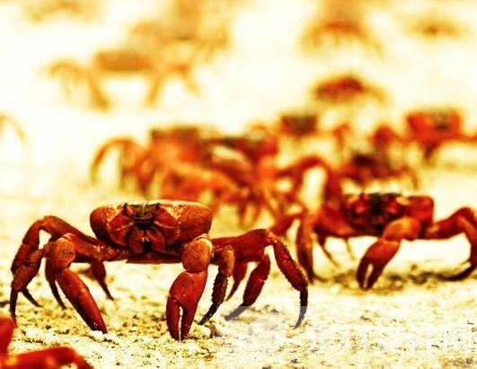 紅蟹能吃嗎 澳洲紅蟹是不能被食用的