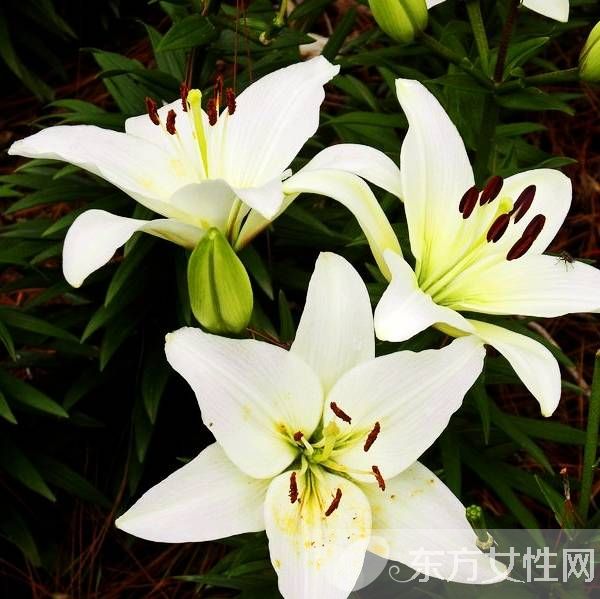 百合的花語和傳說是什么 盤點(diǎn)所有百合的寓意