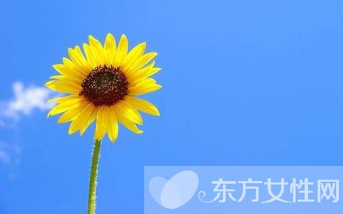 向日葵的花語代表什么 向日葵的三大傳說你了解嗎