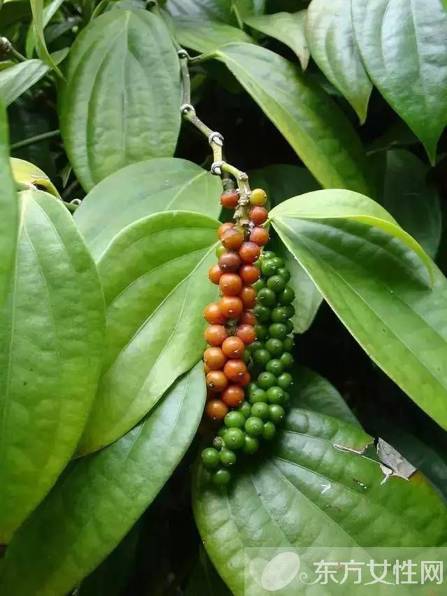 夏天野外室內(nèi)驅(qū)蚊方法 幾個(gè)妙招令蚊子消失的無(wú)影蹤