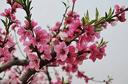 桃花什么時候開 你了解桃花嗎