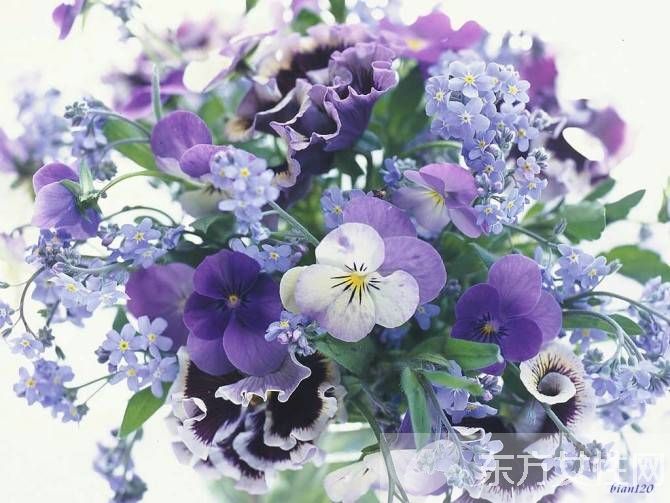 紫羅蘭花語是什么 為什么說紫羅蘭是最神秘的花