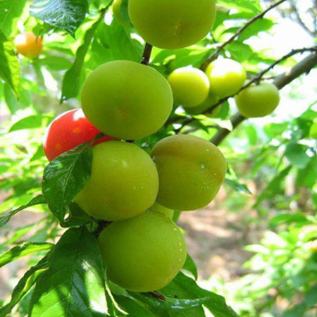 李子吃多了會(huì)怎么樣 李子一次吃多少合適