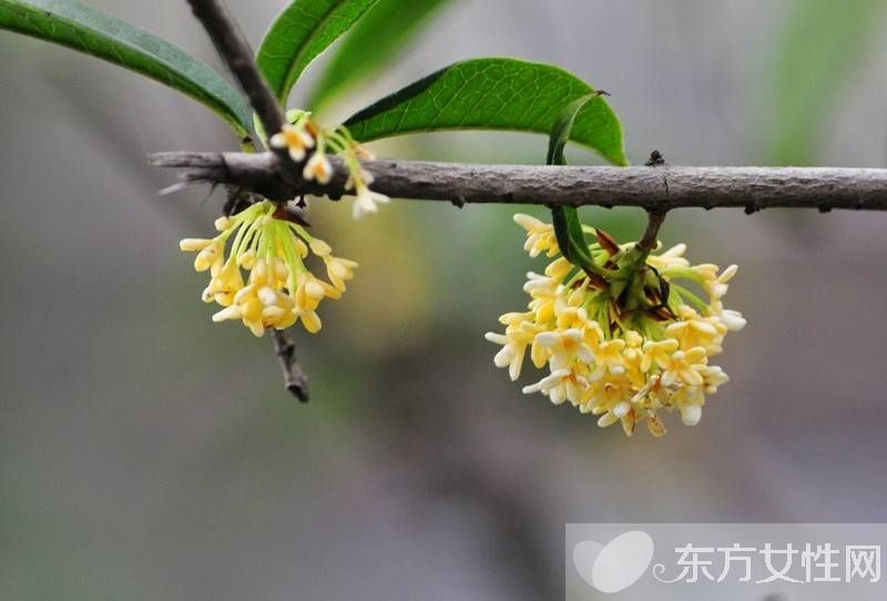 中國十大名花分別是什么 分別代表著什么象征