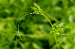 絞股藍的副作用 絞股藍泡水喝的禁忌