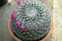 仙人球的花語(yǔ)是什么 養(yǎng)仙人球的風(fēng)水要求你了解嗎