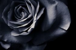 黑玫瑰的花語和傳說 黑玫瑰的養(yǎng)殖方法介紹