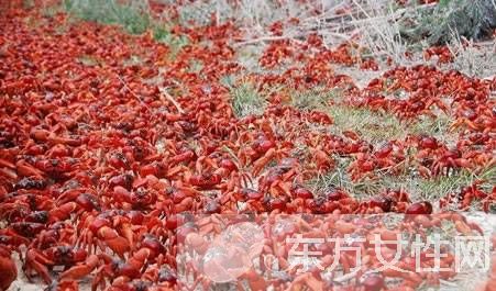 紅蟹能吃嗎 澳洲紅蟹是不能被食用的