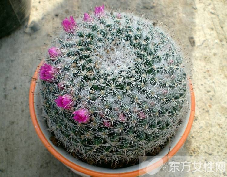 仙人球的花語是什么 養(yǎng)仙人球的風水要求你了解嗎