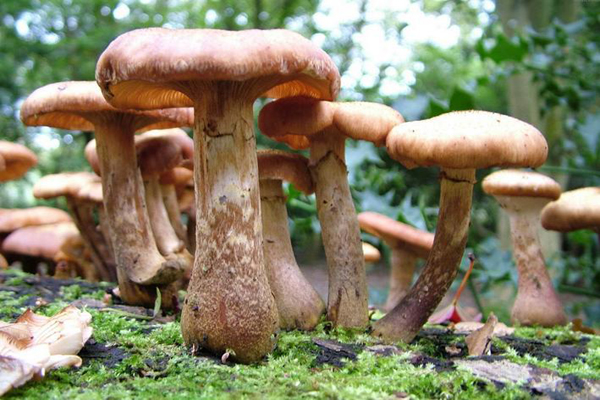 揭蘑菇的功效與作用 吃蘑菇有哪些好處
