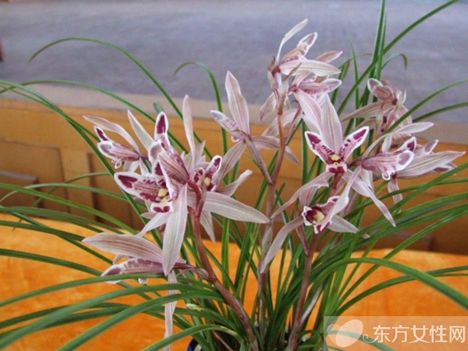 中國十大名花分別是什么 分別代表著什么象征