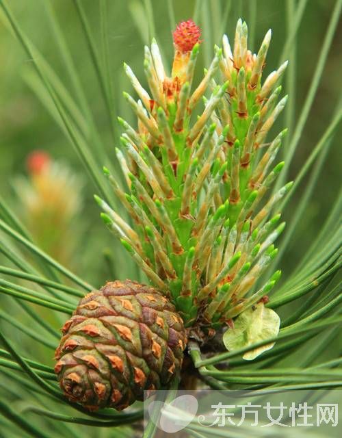 松花粉的作用有哪些 松花粉12個(gè)功效介紹