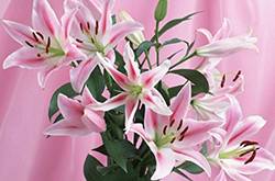 百合的花語(yǔ)和傳說(shuō)是什么 盤(pán)點(diǎn)所有百合的寓意