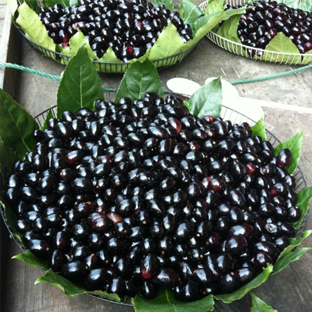 春天花粉過(guò)敏怎么辦 盡量少 沾花惹草