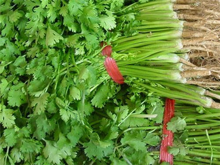 香菜的功效與作用 香菜的副作用有哪些