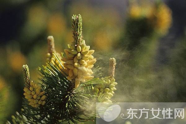 松花粉的作用有哪些 松花粉12個(gè)功效介紹