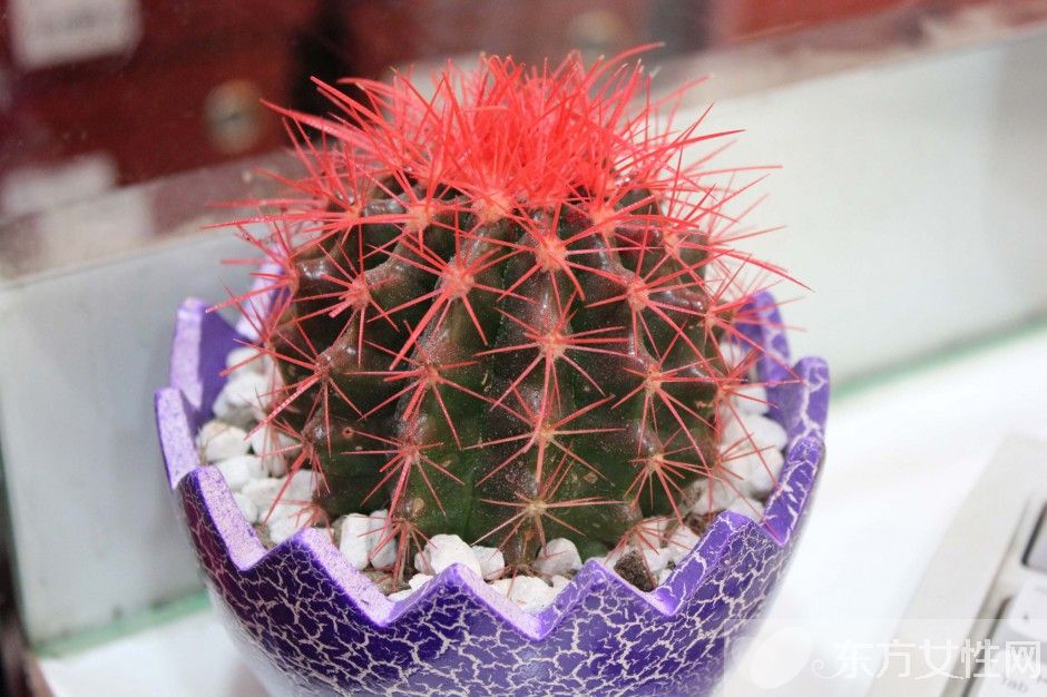 冬天室內(nèi)適合養(yǎng)什么花